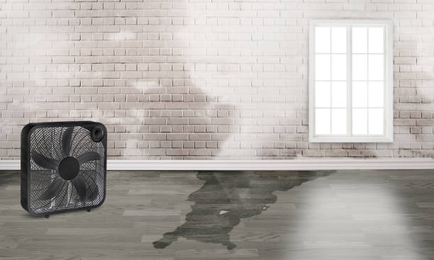 Best Mold removal after water damage  in Keller, TX